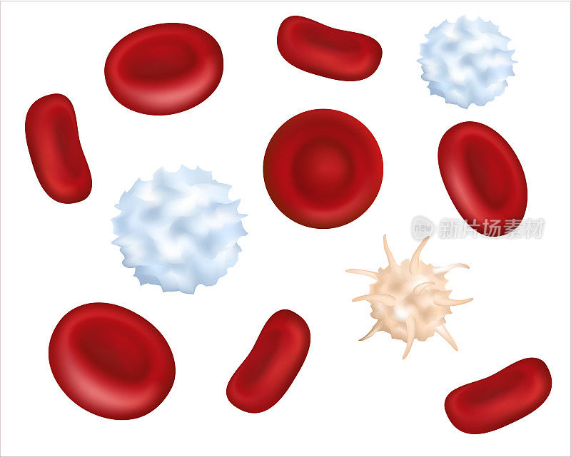显微镜下的健康人类血小板红细胞和白细胞放大血浆中的血小板细胞。3 d演示。